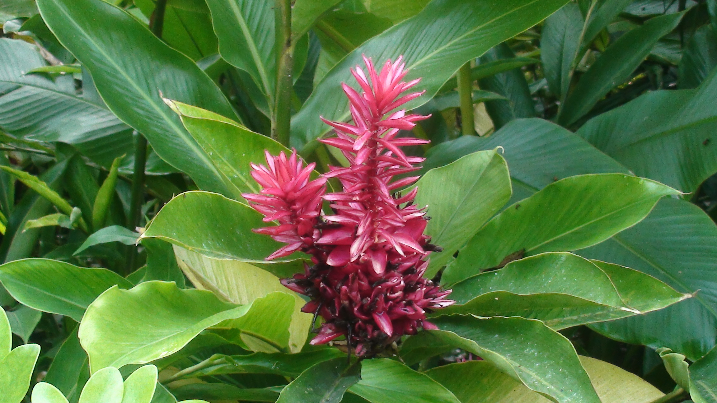 Botanic Gardens Guadaloupe 2nd November 2023
